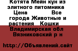 Котята Мейн-кун из элитного питомника › Цена ­ 20 000 - Все города Животные и растения » Кошки   . Владимирская обл.,Вязниковский р-н